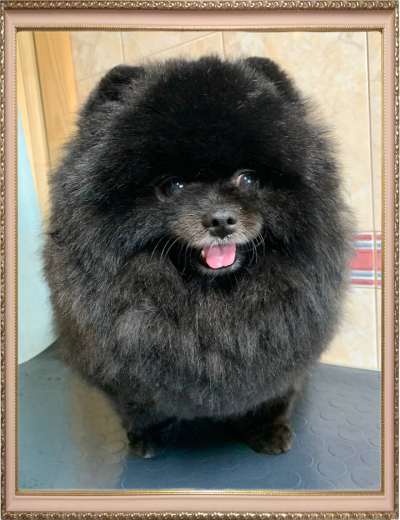 собака